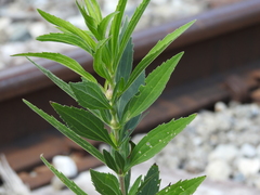 Neolasioptera perfoliata