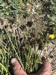 Juncus ensifolius