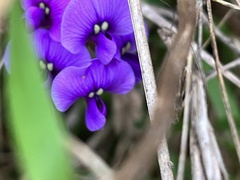 Hardenbergia