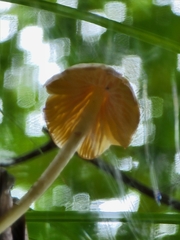 Entoloma murrayi