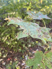 Vasates aceriscrumena