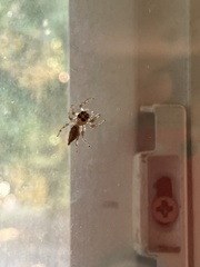 Colonus hesperus
