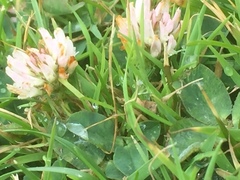 Trifolium fragiferum
