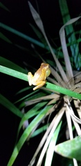 Dendropsophus ebraccatus