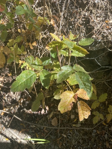 iNaturalist observation photo of Pacific poison oak