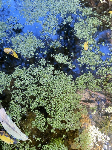 iNaturalist observation photo of Duckweeds