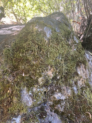 iNaturalist observation photo of Nuttall's homalothecium moss