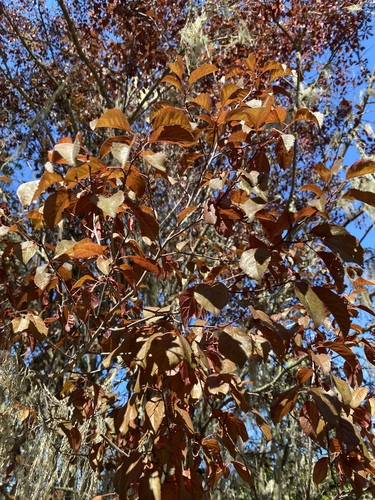 iNaturalist observation photo of Cherry-plum