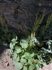 Oxyria digyna