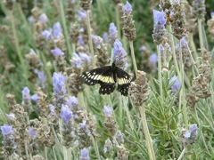 Catasticta nimbice