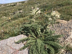 Cirsium scopulorum