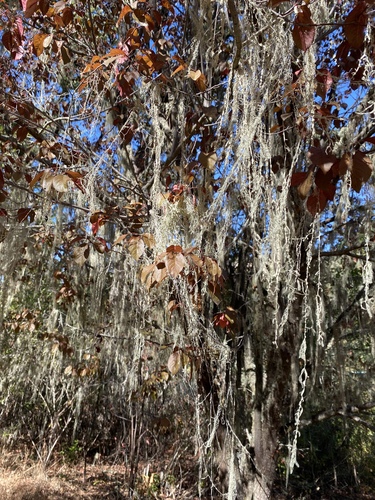 iNaturalist observation photo of lace lichen