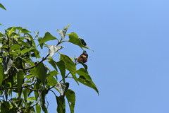 Asterocampa idyja argus