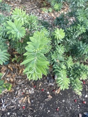Symphyotrichum oblongifolium
