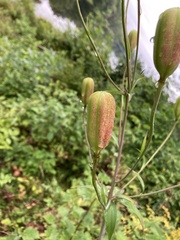 Lilium canadense
