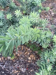 Symphyotrichum oblongifolium