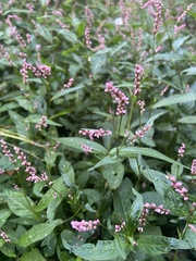 Persicaria longiseta