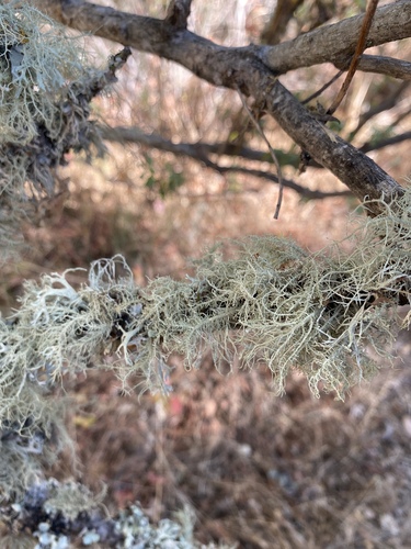 iNaturalist observation photo of Bristly Beard Lichen