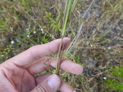 Coleataenia rigidula