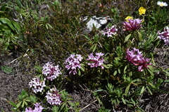 Daphne striata
