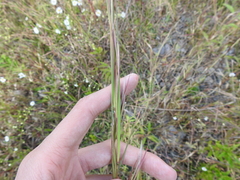 Coleataenia rigidula