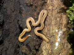 Geonemertes pelaensis