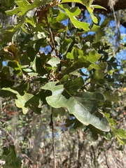 Quercus lobata