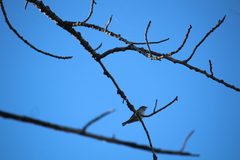 Setophaga coronata auduboni