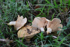Lactarius zonarius