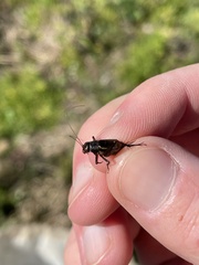 Allonemobius fasciatus