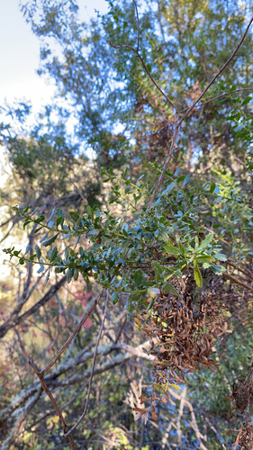 iNaturalist observation photo of coyote brush