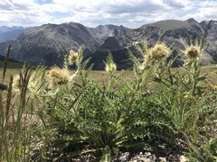 Cirsium scopulorum