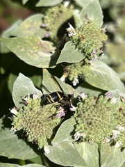 Euodynerus hidalgo boreoorientalis