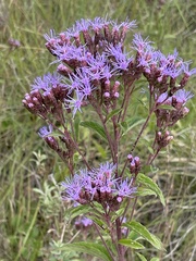 Chromolaena pulchella