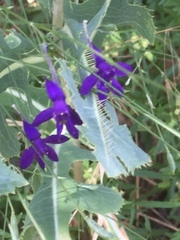 Delphinium consolida