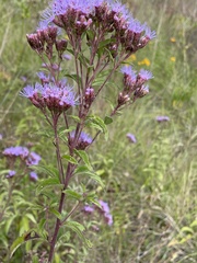 Chromolaena pulchella