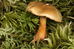 Cortinarius venetus