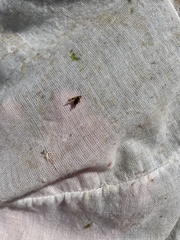 Ozophora picturata