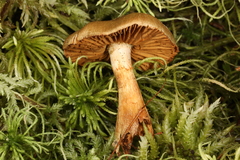 Cortinarius venetus