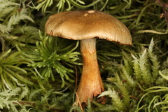 Cortinarius venetus