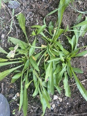Grindelia integrifolia