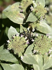 Euodynerus hidalgo boreoorientalis