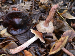 Inosperma adaequatum