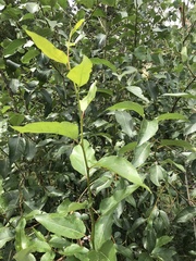 Populus angustifolia