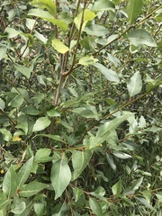 Populus angustifolia