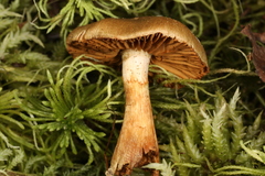 Cortinarius venetus