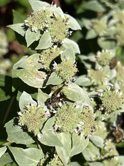 Euodynerus hidalgo boreoorientalis