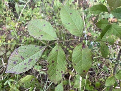 Fraxinus americana
