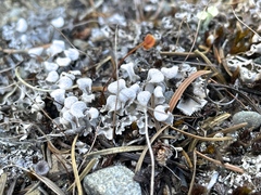 Peltigera rufescens