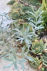 Artemisia ludoviciana